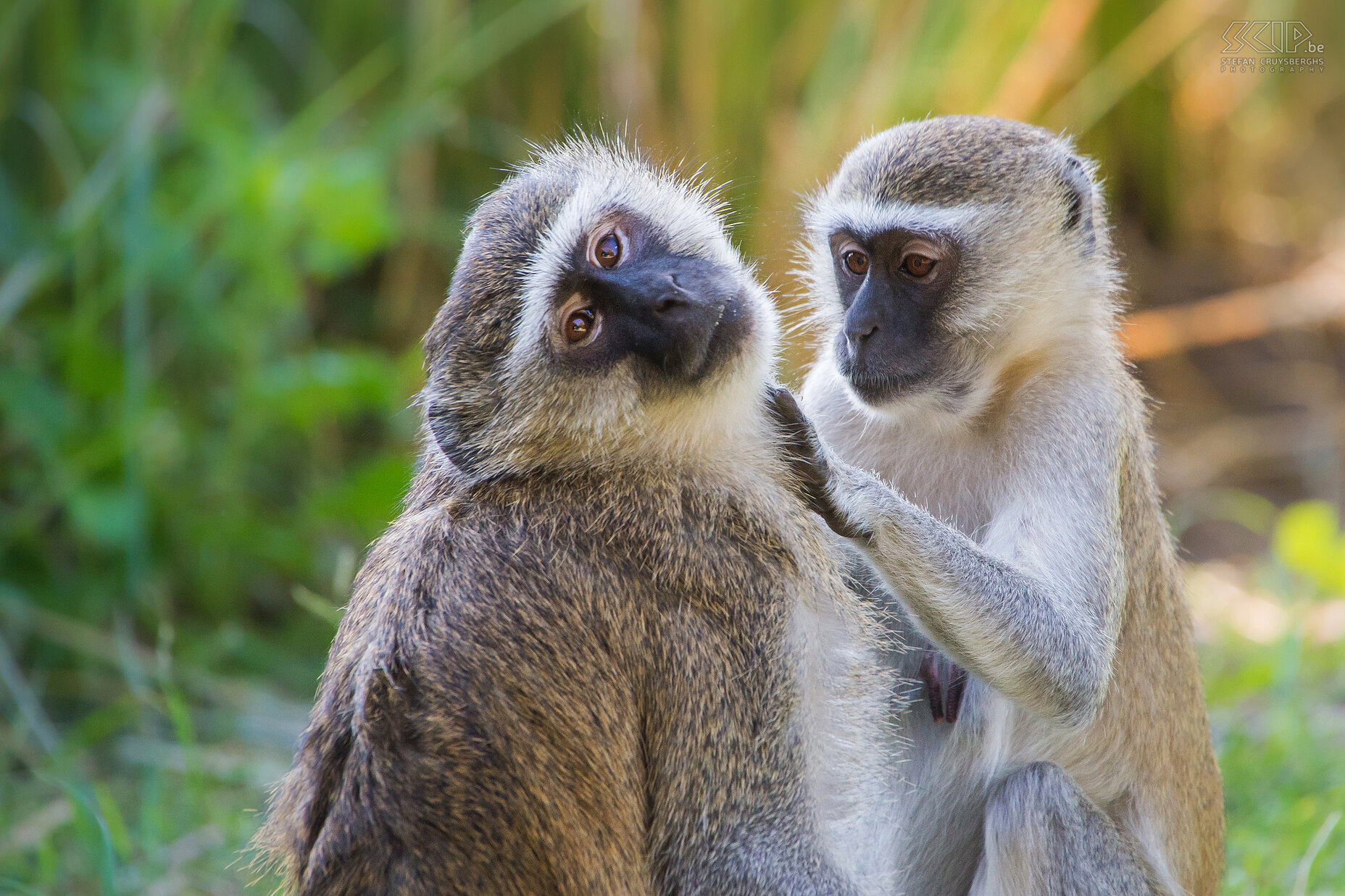 South Luangwa - Groene meerkatten Twee groene meerkatten die elkaar ontvlooien (Vervet monkey, Chlorocebus pygerythrus). Stefan Cruysberghs